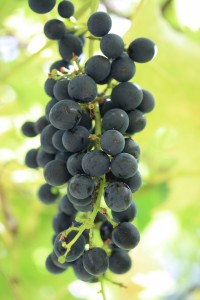 Foods That Reduce Cancer